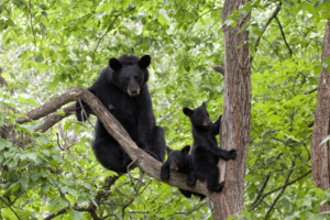 A family of black bears in a tree.
